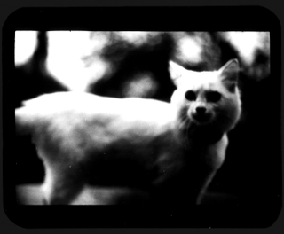 Illustration for article titled The Evil Magic Of Cats, Caught On Film